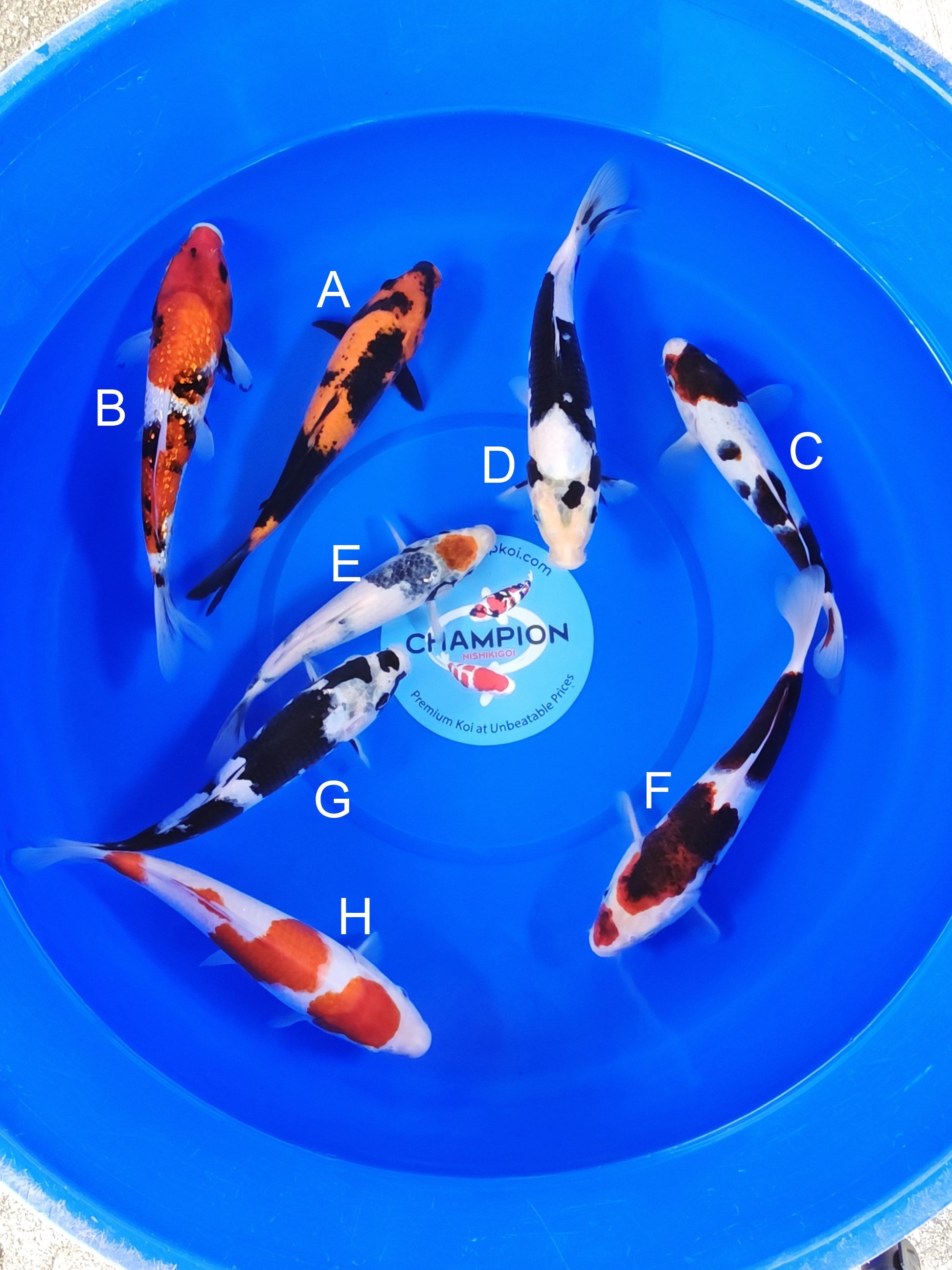 Ogata Hi Utsuri koi for sale — 22-27 cm at ChampKoi