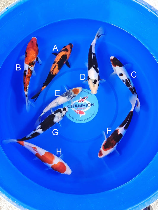 Ogata Hi Utsuri koi for sale — 22-27 cm at ChampKoi
