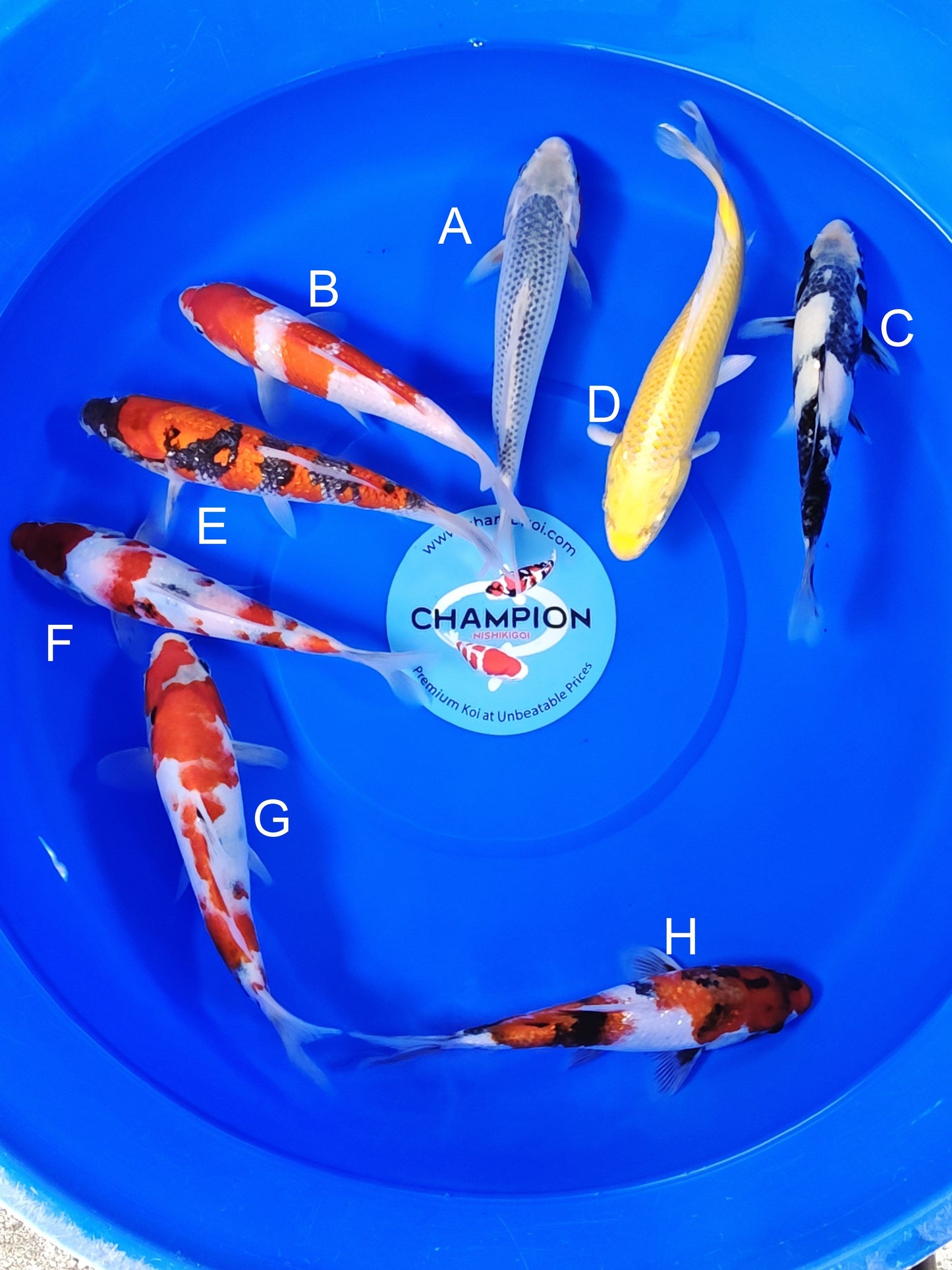 Ogata Asagi koi for sale — 22-27 cm at ChampKoi