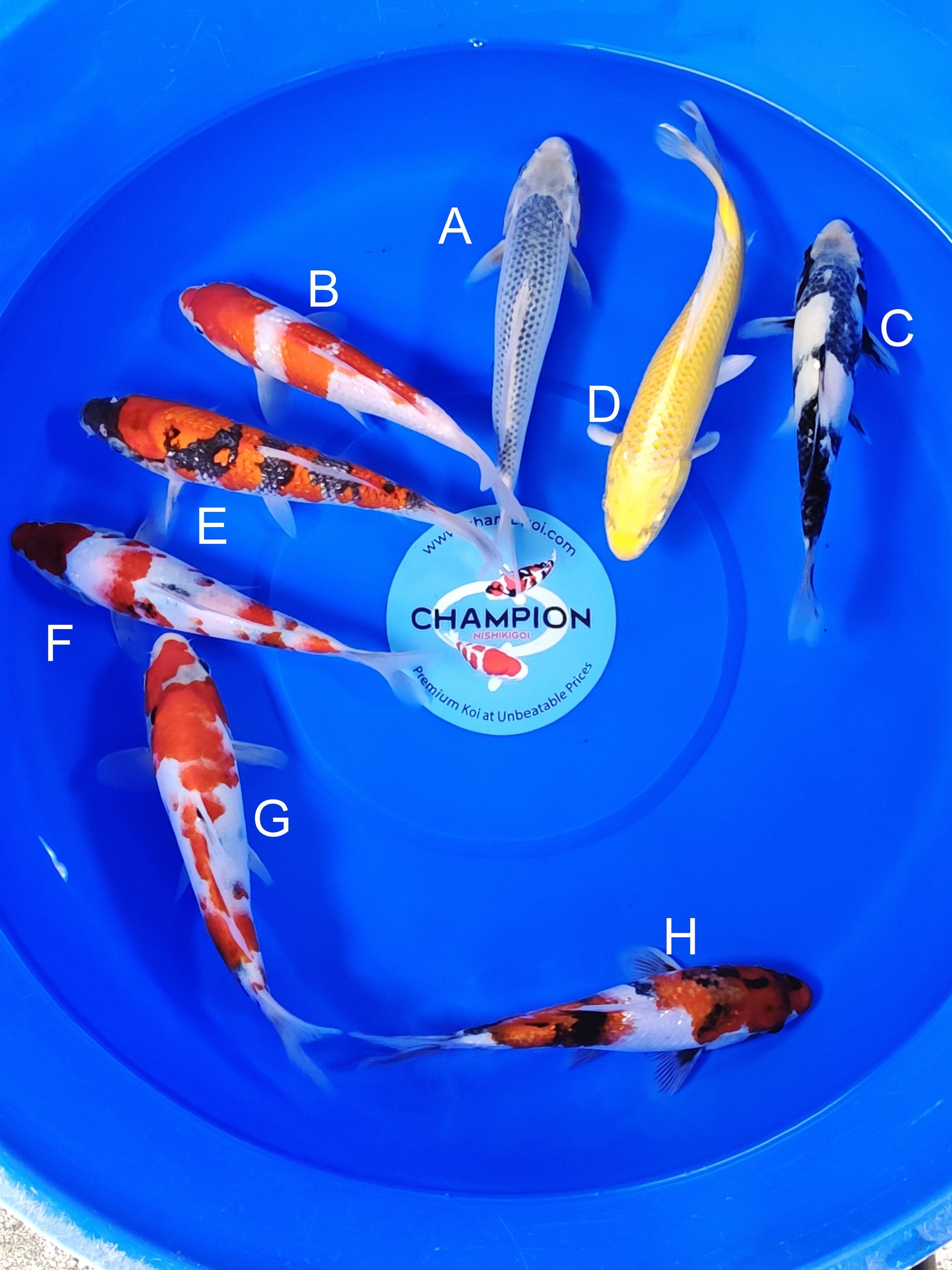 Ogata Asagi koi for sale — 22-27 cm at ChampKoi