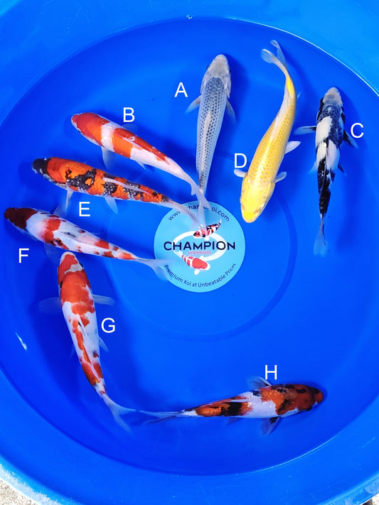 Ogata Asagi koi for sale — 22-27 cm at ChampKoi