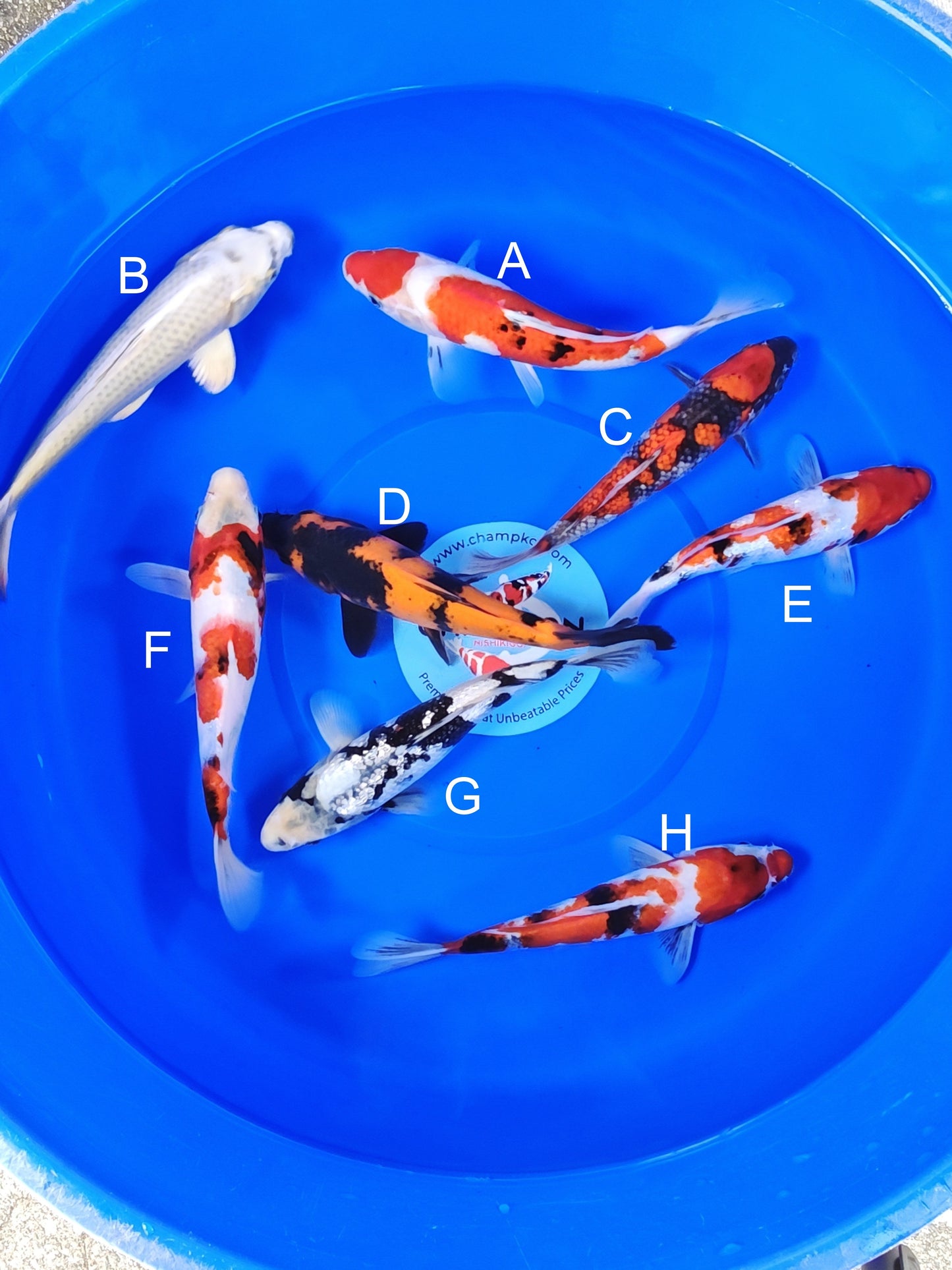 Ogata Showa koi for sale — 22-27 cm at ChampKoi
