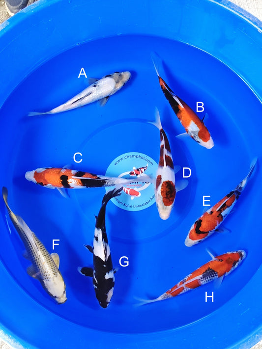 Ogata Ginrin Shiro Utsuri koi for sale — 22-27 cm at ChampKoi