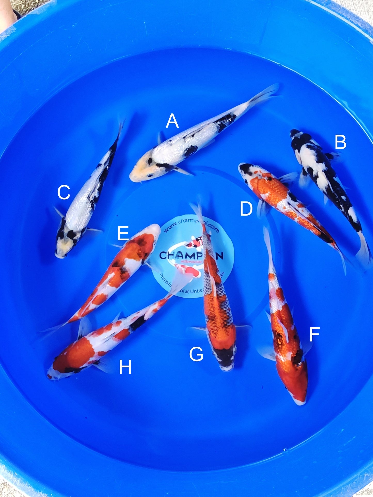 Ogata Ginrin Shiro Utsuri koi for sale — 22-27 cm at ChampKoi