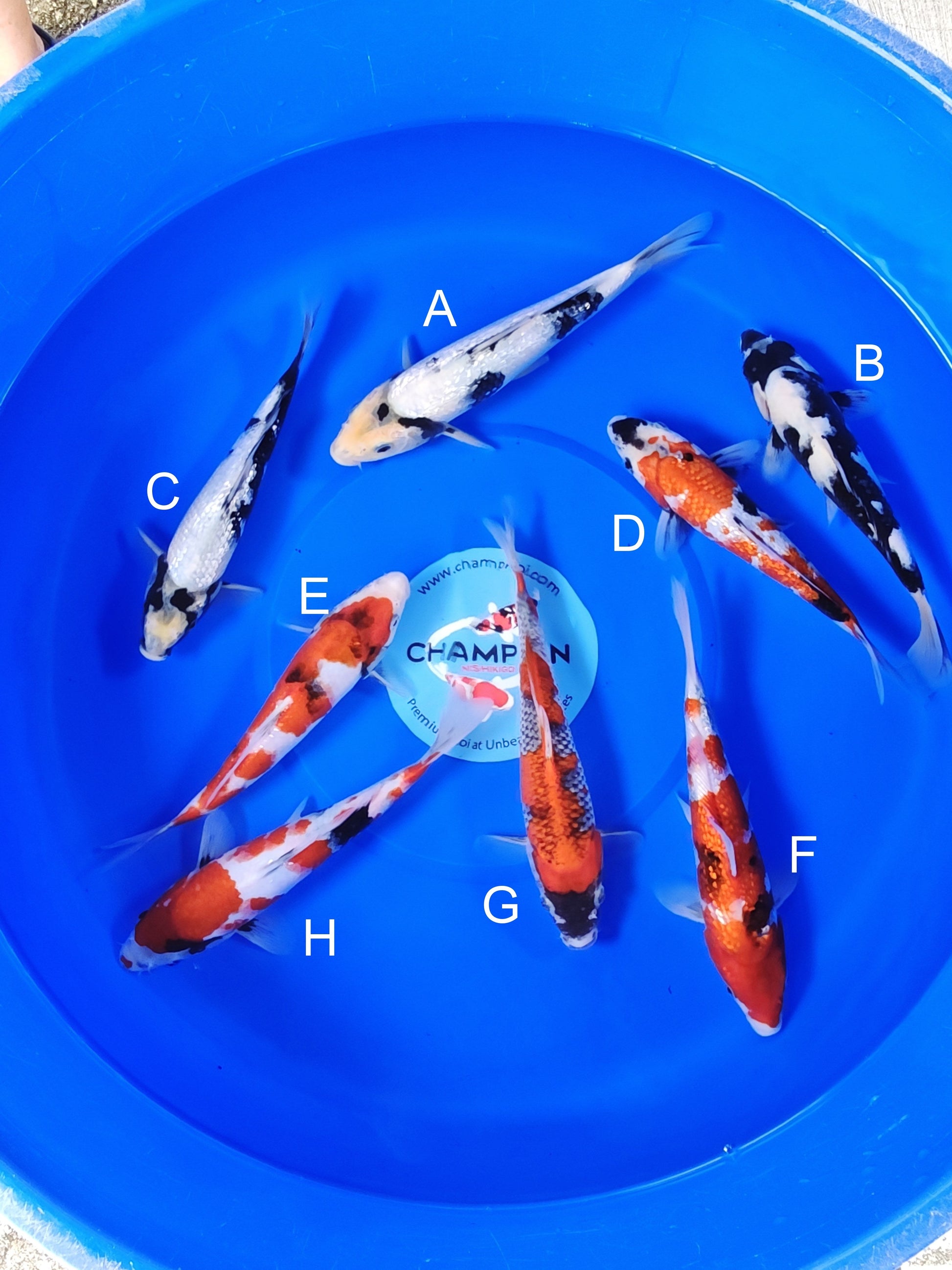 Ogata Ginrin Shiro Utsuri koi for sale — 22-27 cm at ChampKoi
