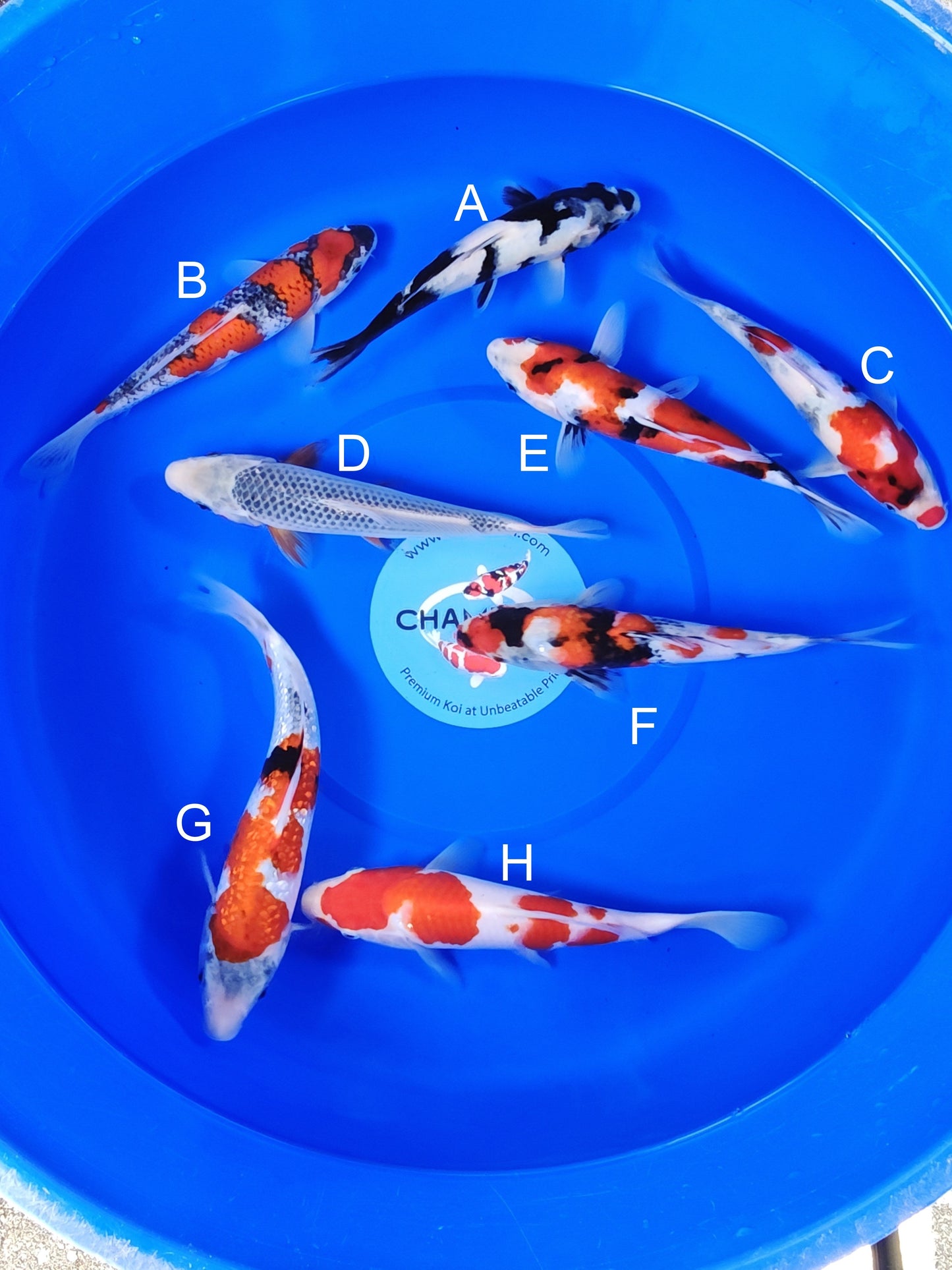 Ogata Shiro Utsuri koi for sale — 22-27 cm at ChampKoi