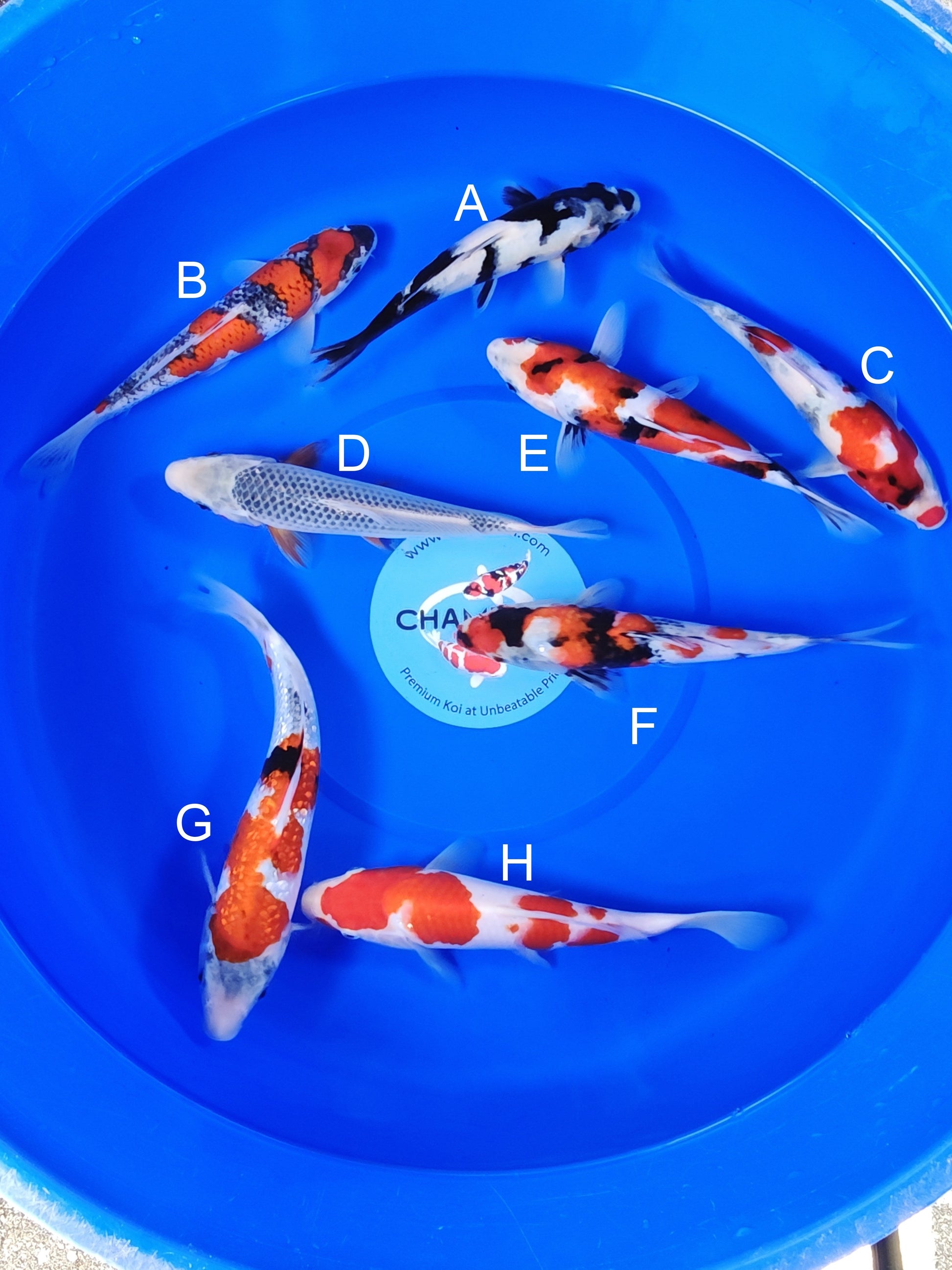 Ogata Shiro Utsuri koi for sale — 22-27 cm at ChampKoi