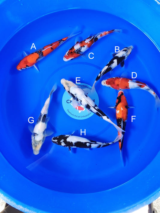 Ogata Goshiki koi for sale — 22-27 cm at ChampKoi