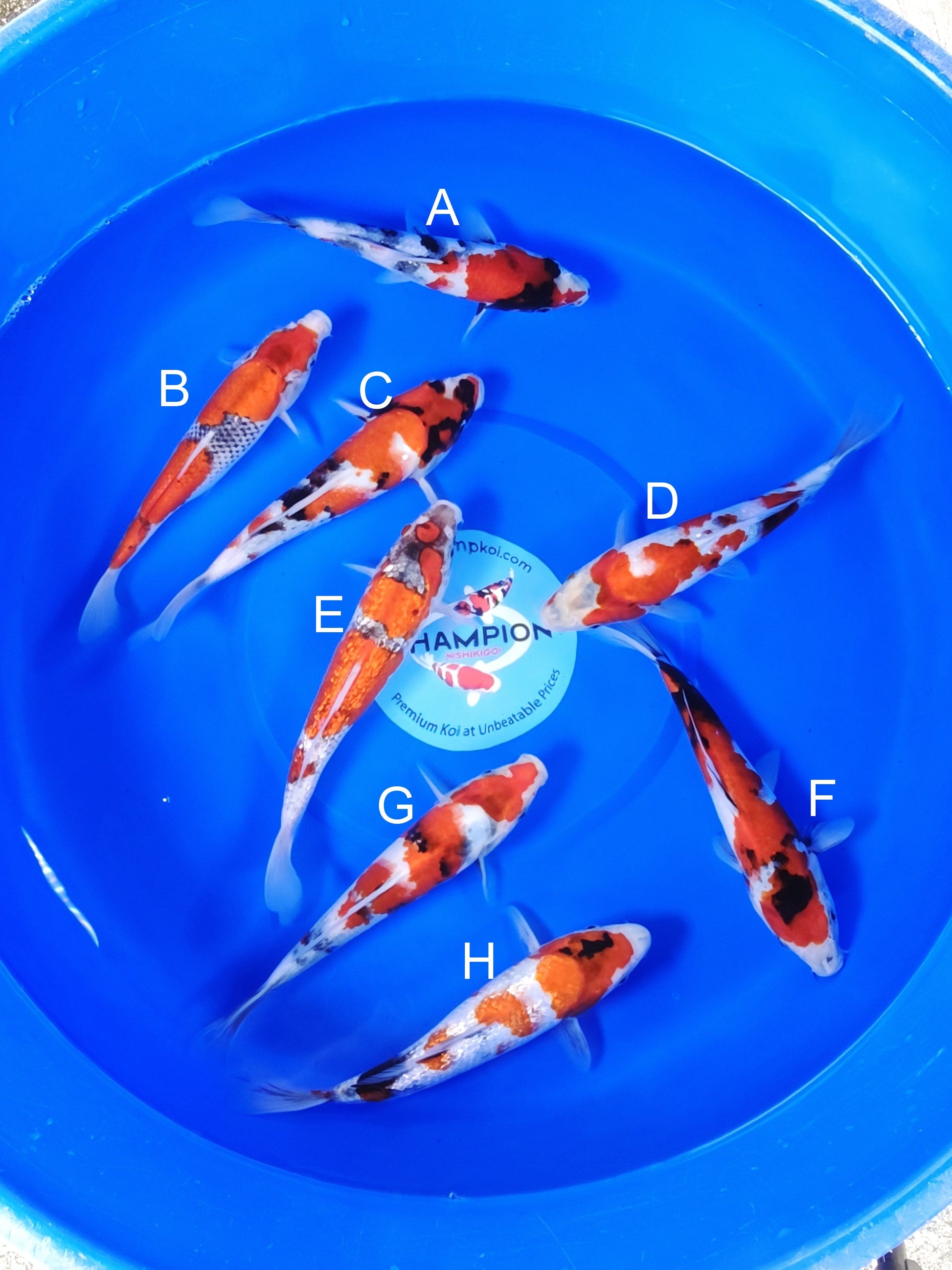 Ogata Showa koi for sale — 22-27 cm at ChampKoi