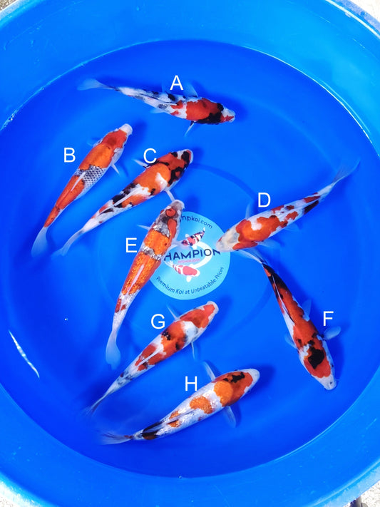 Ogata Showa koi for sale — 22-27 cm at ChampKoi