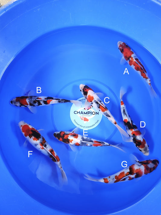 Koi fish for sale — 20-24 cm Suetsugu Showa at ChampKoi