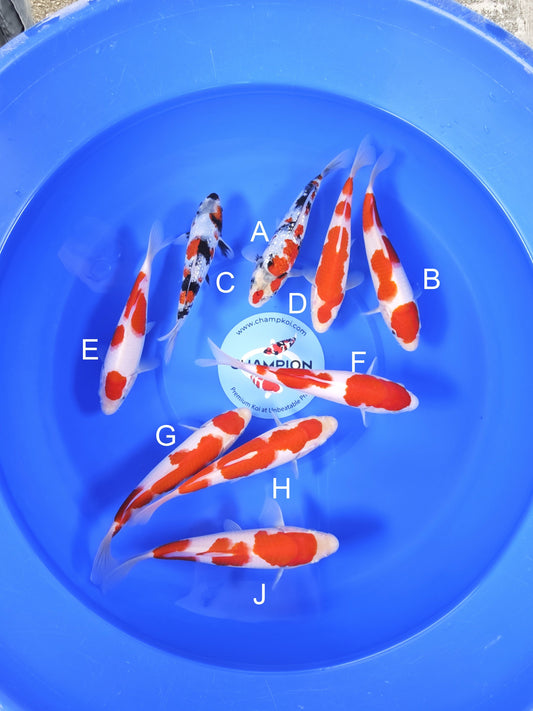 Koi fish for sale — 18-24 cm Suetsugu Ginrin Showa at ChampKoi