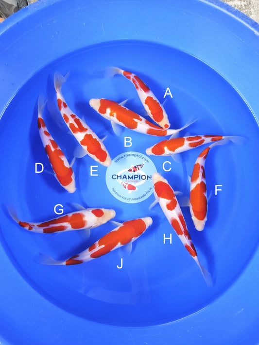 Koi fish for sale — 20-24 cm Suetsugu Kohaku at ChampKoi