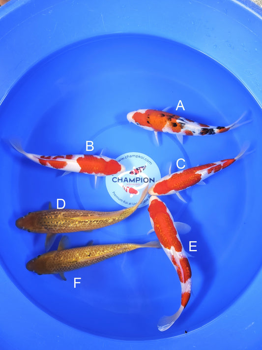Koi fish for sale — 20-25 cm Taniguchi Sanke at ChampKoi