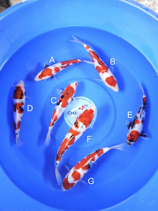 Koi fish for sale — 20-25 cm Taniguchi Showa at ChampKoi