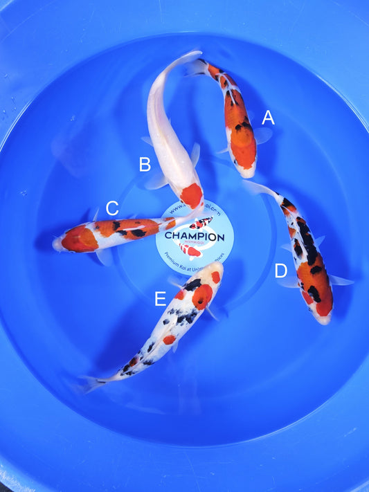 Koi fish for sale — 20-25 cm Takigawa Sanke at ChampKoi