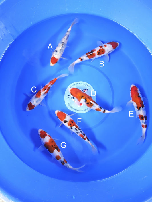 Koi fish for sale — 18-20 cm Takigawa Tancho Sanke at ChampKoi