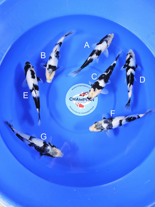 Koi fish for sale — 20-22 cm Ogata Shiro Utsuri at ChampKoi