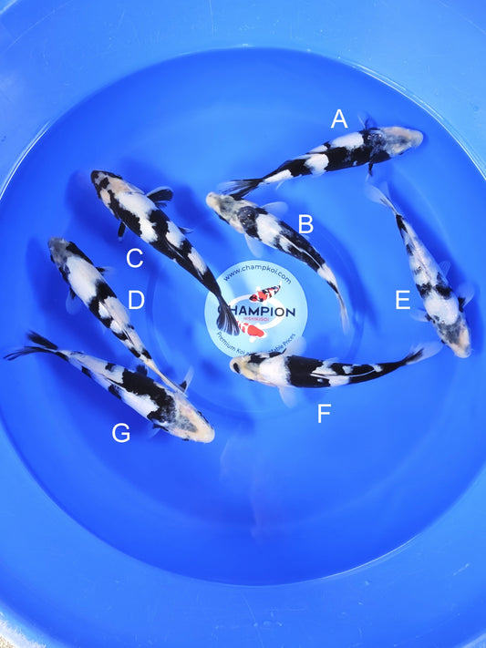 Koi fish for sale — 20-22 cm Ogata Shiro Utsuri at ChampKoi