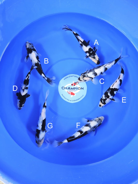 Koi fish for sale — 20-22 cm Ogata Shiro Utsuri at ChampKoi