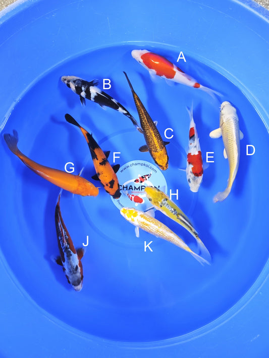 Koi fish for sale — 18-20 cm Ogata Kohaku at ChampKoi
