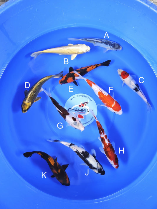 Koi fish for sale — 18-20 cm Ogata Aya Wakaba at ChampKoi