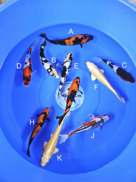 Koi fish for sale — 18-20 cm Ogata Hi Utsuri at ChampKoi