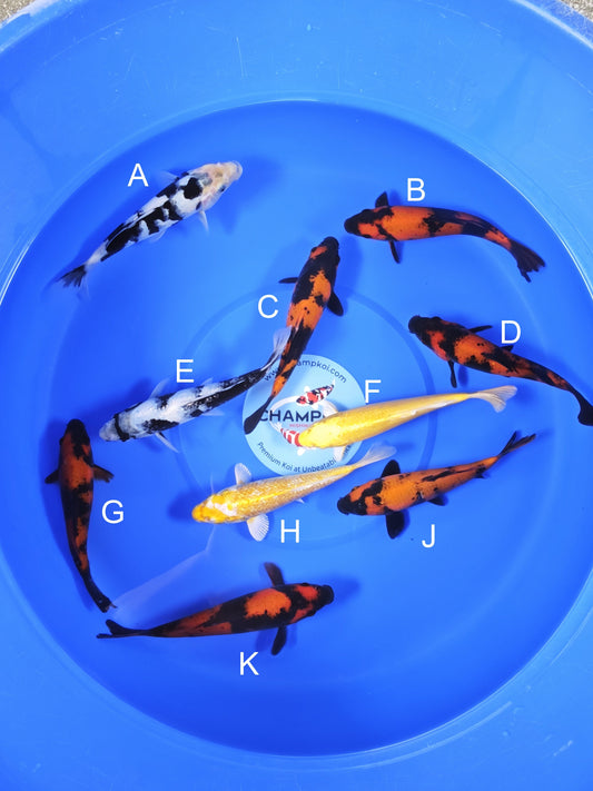 Koi fish for sale — 18-20 cm Ogata Shiro Utsuri at ChampKoi