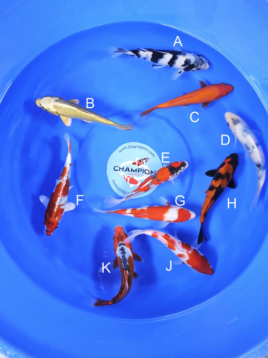 Koi fish for sale — 18-20 cm Ogata Shiro Utsuri at ChampKoi