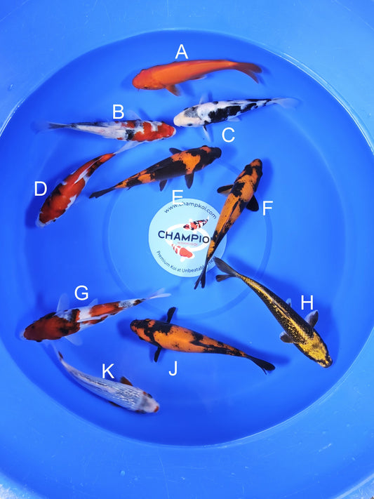 Koi fish for sale — 18-20 cm Ogata Benigoi at ChampKoi