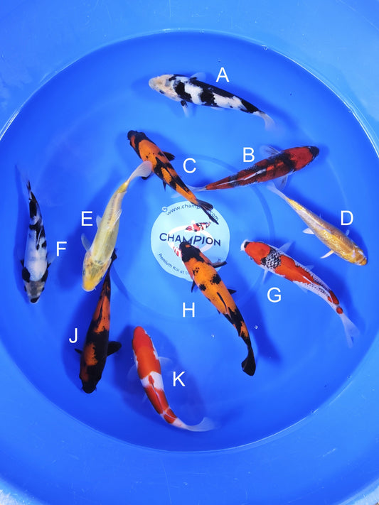 Koi fish for sale — 18-20 cm Ogata Shiro Utsuri at ChampKoi
