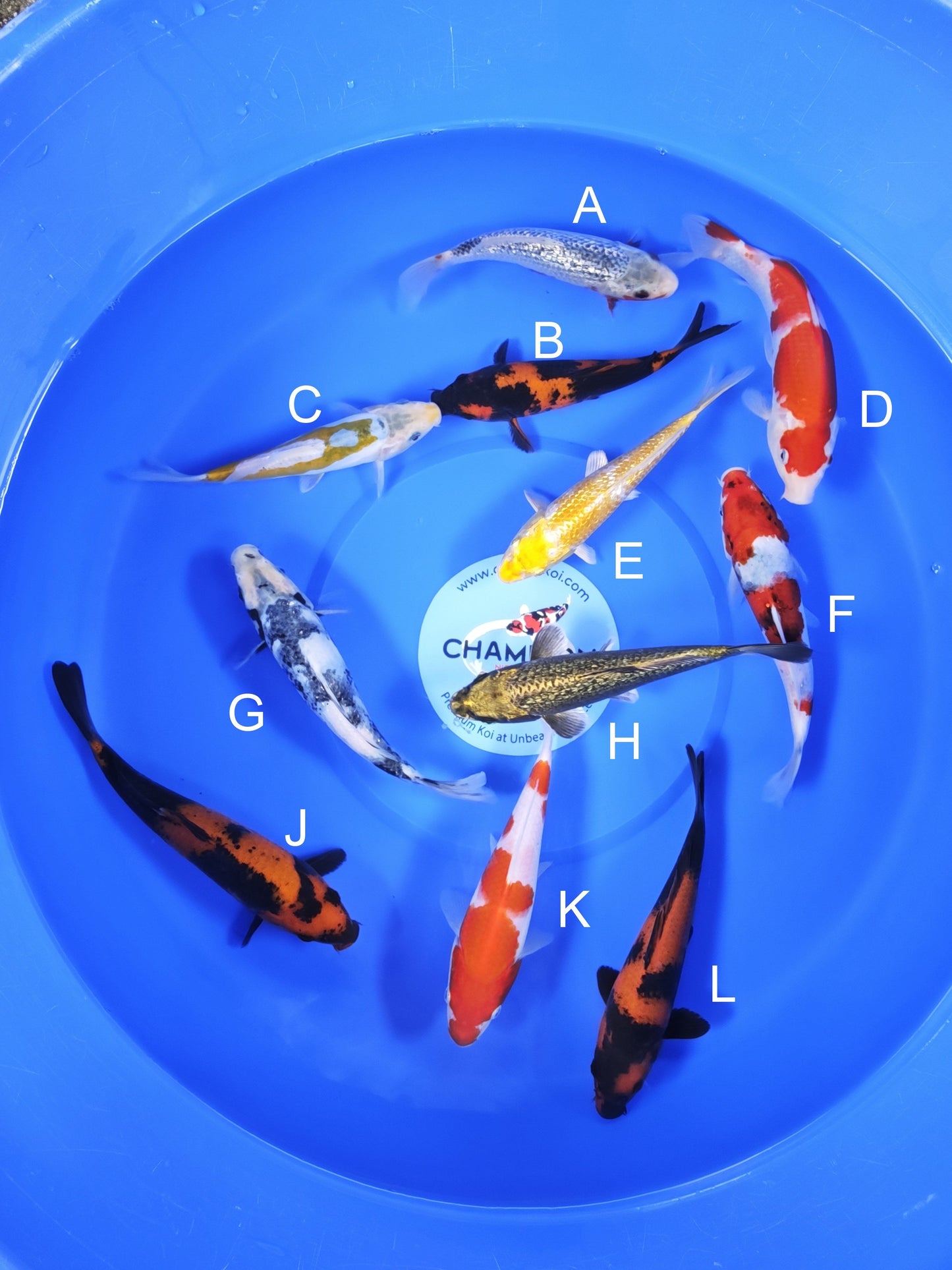 Koi fish for sale — 18-20 cm Ogata Ginrin Asagi at ChampKoi