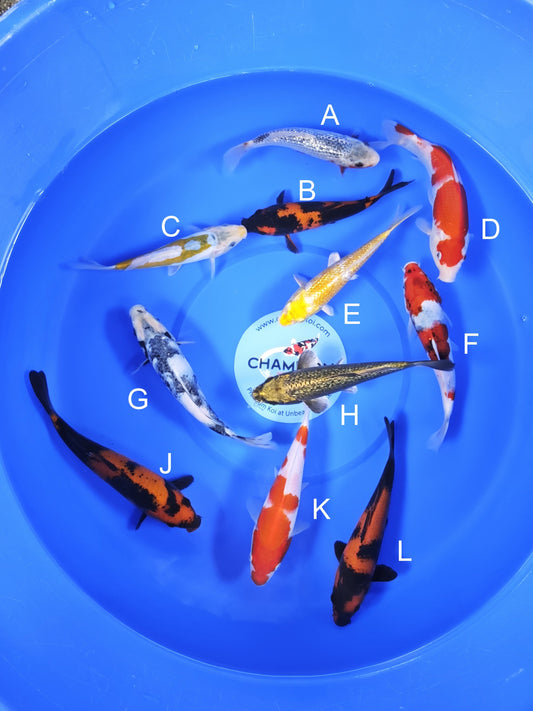Koi fish for sale — 18-20 cm Ogata Ginrin Asagi at ChampKoi
