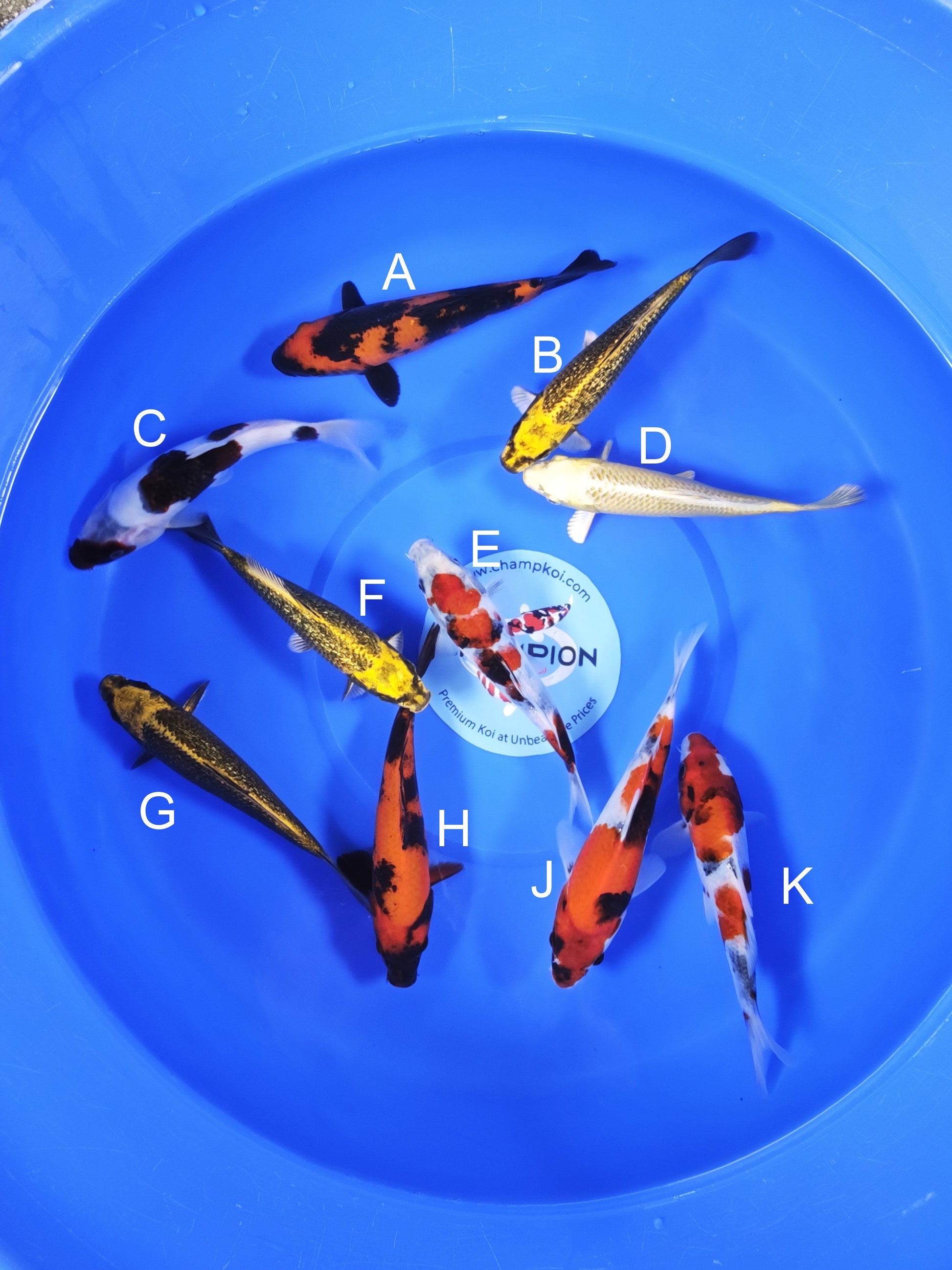 Koi fish for sale — 18-20 cm Ogata Hi Utsuri at ChampKoi