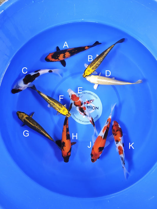 Koi fish for sale — 18-20 cm Ogata Hi Utsuri at ChampKoi