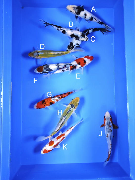 Koi fish for sale — 18-20 cm Ogata Shiro Utsuri at ChampKoi