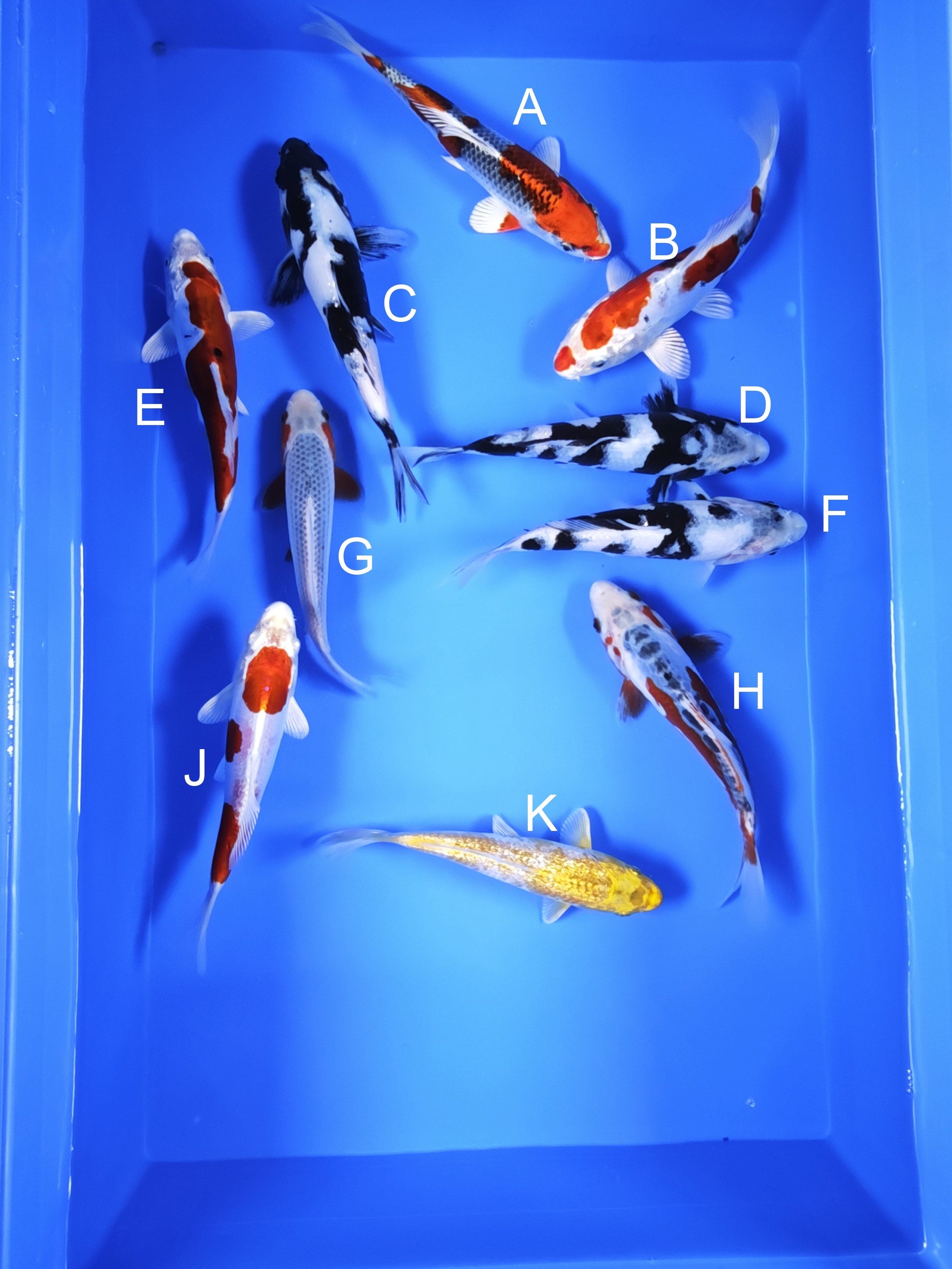 Koi fish for sale — 18-20 cm Ogata Kujaku at ChampKoi