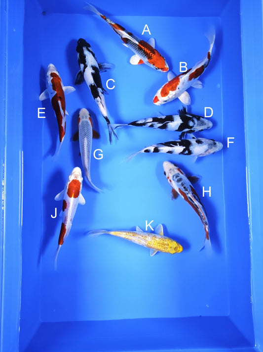 Koi fish for sale — 18-20 cm Ogata Kujaku at ChampKoi
