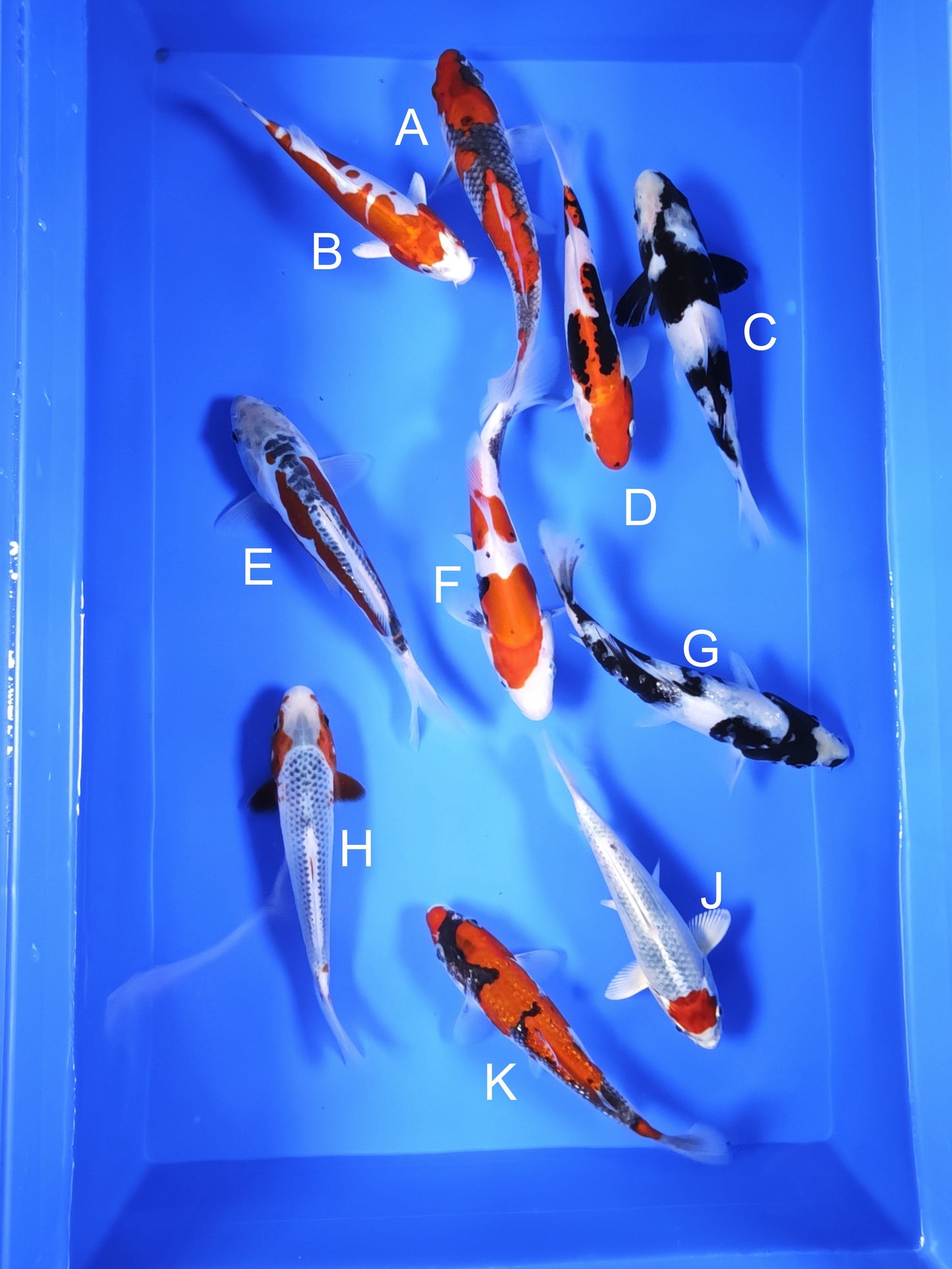 Koi fish for sale — 18-20 cm Ogata Goshiki at ChampKoi