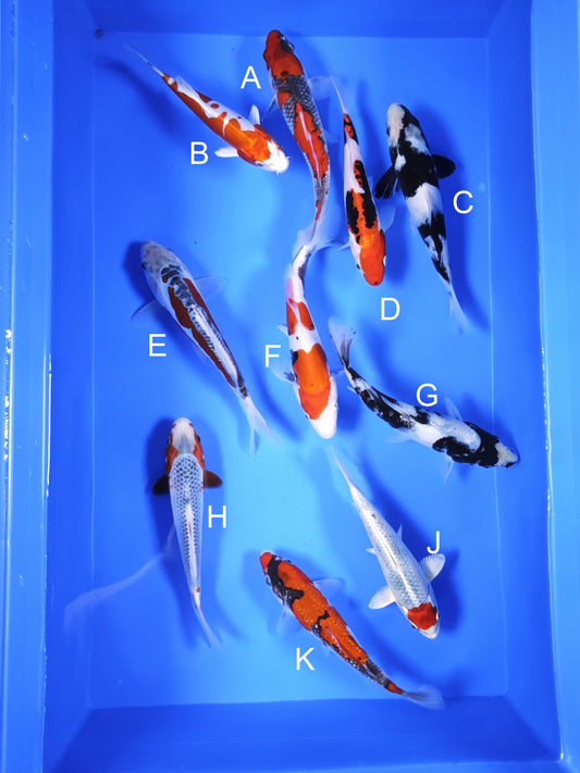 Koi fish for sale — 18-20 cm Ogata Goshiki at ChampKoi