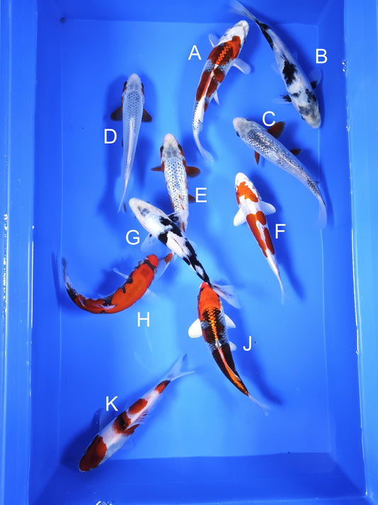 Koi fish for sale — 18-20 cm Ogata Kujaku at ChampKoi