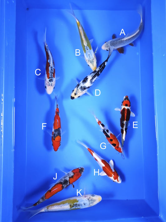 Koi fish for sale — 18-20 cm Ogata Asagi at ChampKoi
