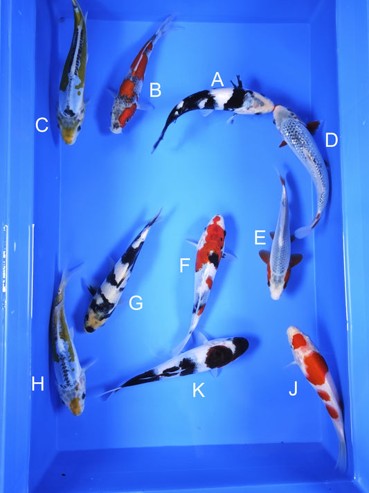 Koi fish for sale — 18-20 cm Ogata Shiro Utsuri at ChampKoi