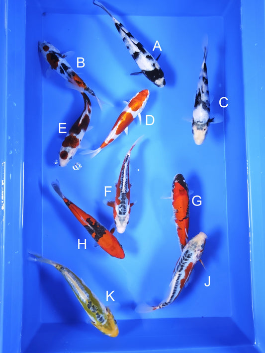 Koi fish for sale — 18-20 cm Ogata Shiro Utsuri at ChampKoi