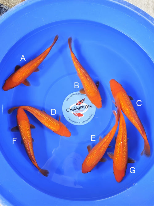 Koi fish for sale — 22-25 cm Ogata Ginrin Benigoi at ChampKoi - image 5