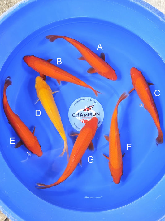 Koi fish for sale — 22-25 cm Ogata Benigoi at ChampKoi
