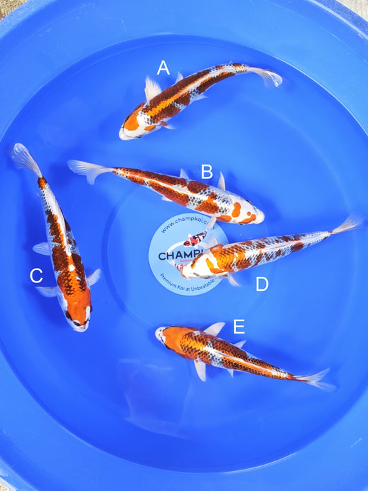 Koi fish for sale — 27-30 cm Omosako Kujaku at ChampKoi