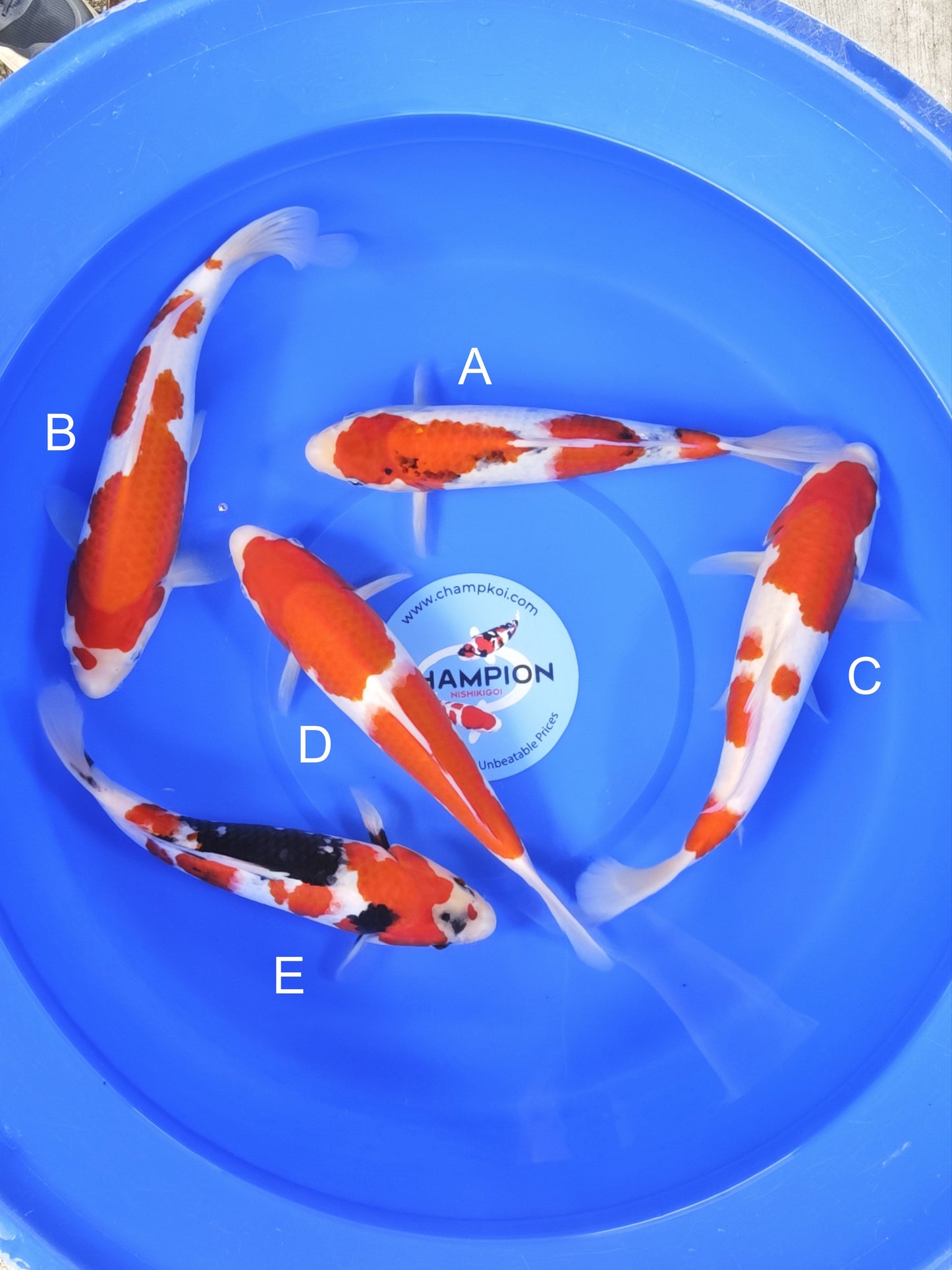 Koi fish for sale — 27-30 cm Omosako Showa at ChampKoi