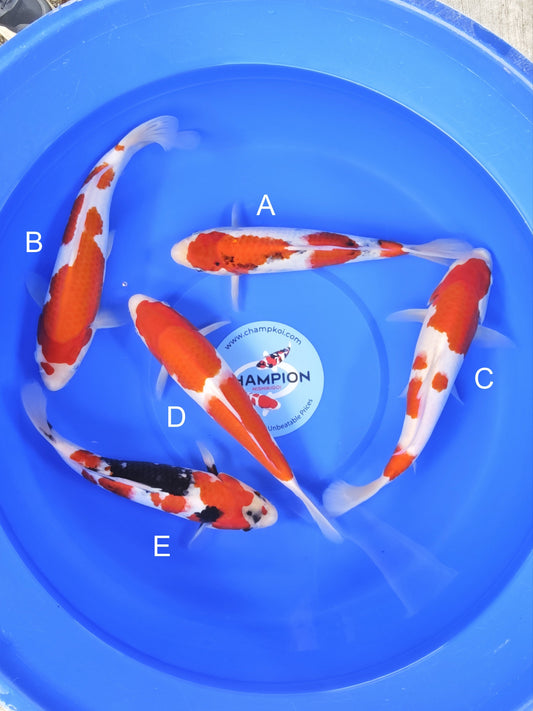 Koi fish for sale — 27-30 cm Omosako Showa at ChampKoi