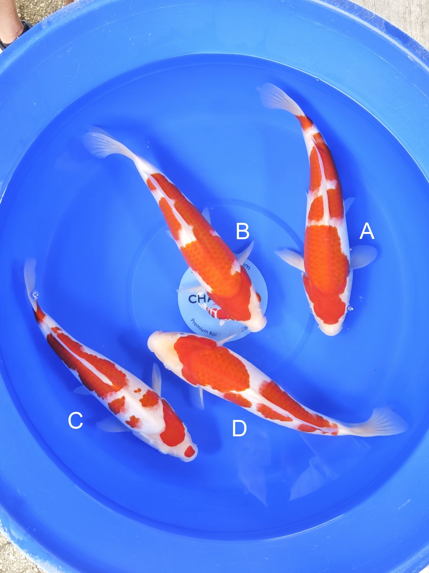 Koi fish for sale — 33-35 cm Omosako Kohaku at ChampKoi
